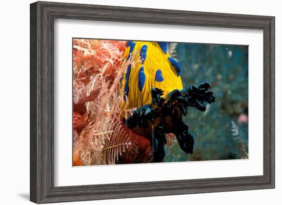 Nudibranch under the Sea, New Zealand-Charles Glover-Framed Art Print