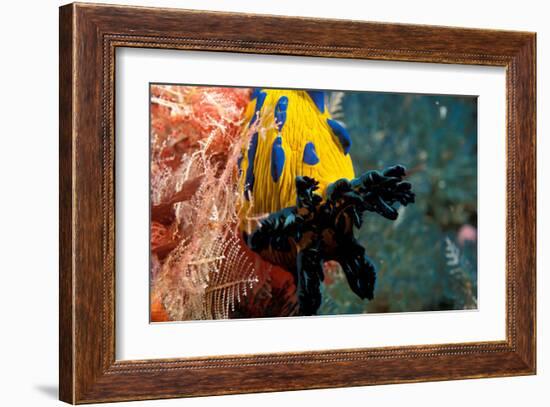 Nudibranch under the Sea, New Zealand-Charles Glover-Framed Art Print