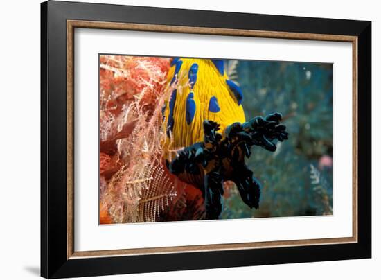 Nudibranch under the Sea, New Zealand-Charles Glover-Framed Art Print