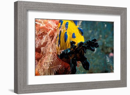 Nudibranch under the Sea, New Zealand-Charles Glover-Framed Art Print