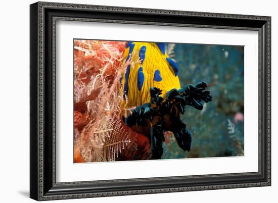 Nudibranch under the Sea, New Zealand-Charles Glover-Framed Art Print