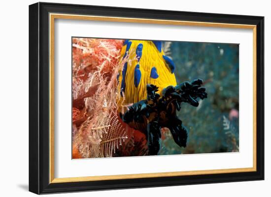 Nudibranch under the Sea, New Zealand-Charles Glover-Framed Art Print