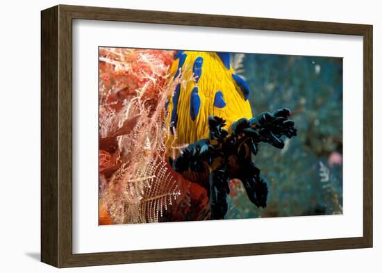 Nudibranch under the Sea, New Zealand-Charles Glover-Framed Art Print