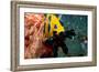 Nudibranch under the Sea, New Zealand-Charles Glover-Framed Art Print