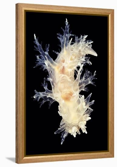 Nudibranch-Alexander Semenov-Framed Premier Image Canvas