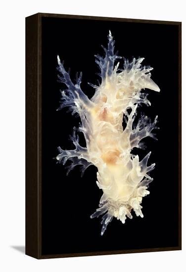 Nudibranch-Alexander Semenov-Framed Premier Image Canvas