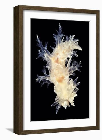 Nudibranch-Alexander Semenov-Framed Photographic Print