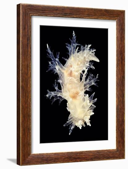 Nudibranch-Alexander Semenov-Framed Photographic Print