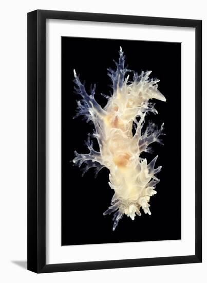 Nudibranch-Alexander Semenov-Framed Photographic Print