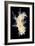 Nudibranch-Alexander Semenov-Framed Photographic Print