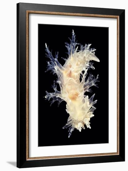 Nudibranch-Alexander Semenov-Framed Photographic Print