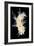 Nudibranch-Alexander Semenov-Framed Photographic Print