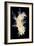 Nudibranch-Alexander Semenov-Framed Photographic Print