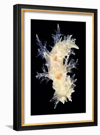 Nudibranch-Alexander Semenov-Framed Photographic Print