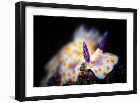 Nudibranche-Barathieu Gabriel-Framed Giclee Print