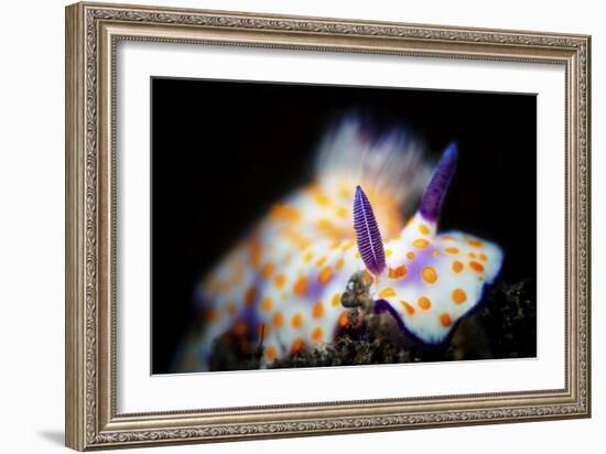 Nudibranche-Barathieu Gabriel-Framed Giclee Print