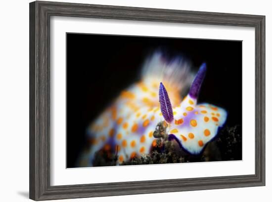 Nudibranche-Barathieu Gabriel-Framed Giclee Print