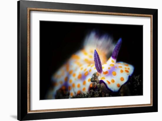 Nudibranche-Barathieu Gabriel-Framed Giclee Print