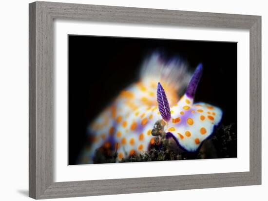 Nudibranche-Barathieu Gabriel-Framed Giclee Print