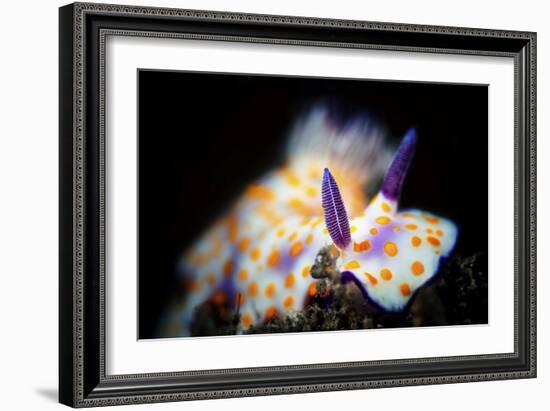 Nudibranche-Barathieu Gabriel-Framed Giclee Print