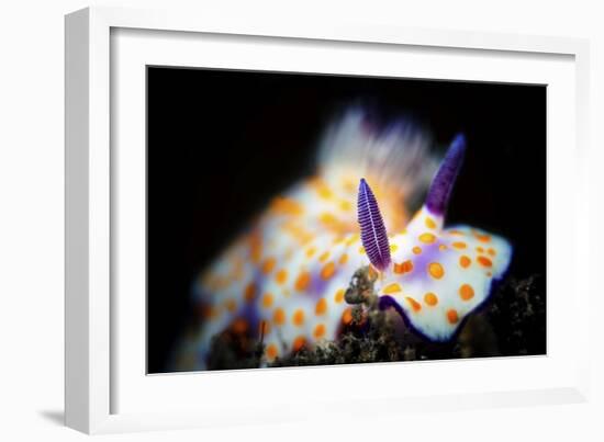 Nudibranche-Barathieu Gabriel-Framed Giclee Print