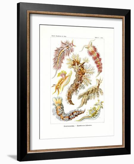 Nudibranchia, 1899-1904-null-Framed Giclee Print