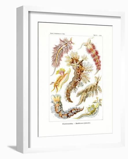 Nudibranchia, 1899-1904-null-Framed Giclee Print