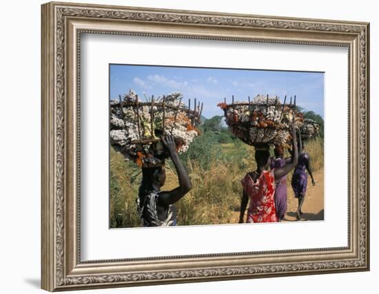 Nuer Women Carrying Sorghum, Gambella Region, Ilubador State, Ethiopia, Africa-Bruno Barbier-Framed Photographic Print