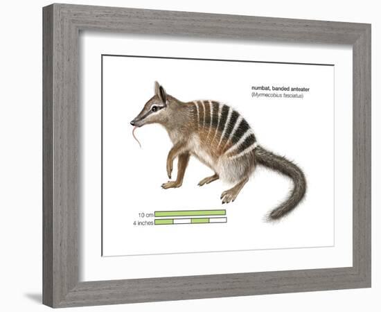 Numbat (Myrmecobius Fasciatus), Banded Anteater, Marsupial, Mammals-Encyclopaedia Britannica-Framed Art Print