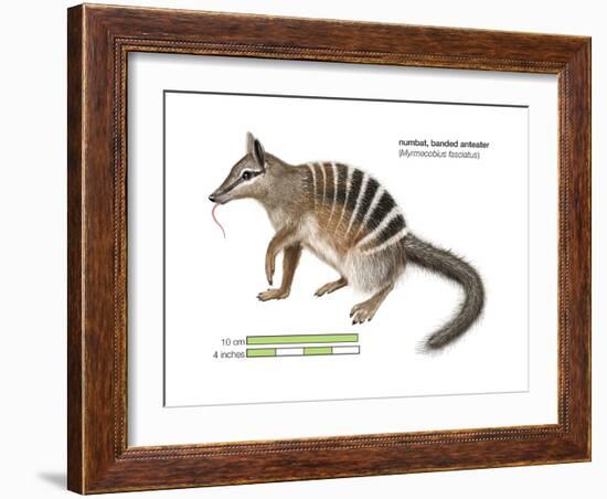 Numbat (Myrmecobius Fasciatus), Banded Anteater, Marsupial, Mammals-Encyclopaedia Britannica-Framed Art Print