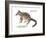 Numbat (Myrmecobius Fasciatus), Banded Anteater, Marsupial, Mammals-Encyclopaedia Britannica-Framed Art Print