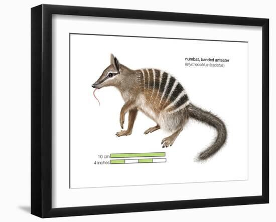 Numbat (Myrmecobius Fasciatus), Banded Anteater, Marsupial, Mammals-Encyclopaedia Britannica-Framed Art Print