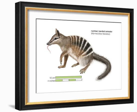 Numbat (Myrmecobius Fasciatus), Banded Anteater, Marsupial, Mammals-Encyclopaedia Britannica-Framed Art Print