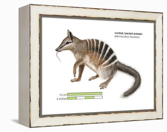 Numbat (Myrmecobius Fasciatus), Banded Anteater, Marsupial, Mammals-Encyclopaedia Britannica-Framed Stretched Canvas