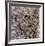 Number 18, 1950-Jackson Pollock-Framed Art Print