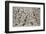 Number 28, 1950-Jackson Pollock-Framed Art Print