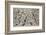 Number 28, 1950-Jackson Pollock-Framed Art Print