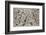 Number 28, 1950-Jackson Pollock-Framed Art Print