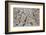 Number 28, 1950-Jackson Pollock-Framed Art Print