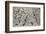 Number 28, 1950-Jackson Pollock-Framed Art Print