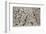 Number 28, 1950-Jackson Pollock-Framed Art Print