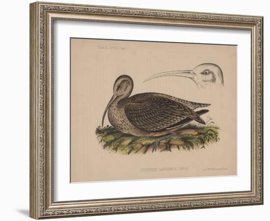 Numenius Tahitiensis (Gmelin), 1855-null-Framed Giclee Print