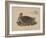 Numenius Tahitiensis (Gmelin), 1855-null-Framed Giclee Print