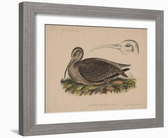 Numenius Tahitiensis (Gmelin), 1855-null-Framed Giclee Print