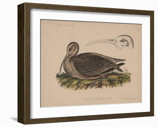 Numenius Tahitiensis (Gmelin), 1855-null-Framed Giclee Print