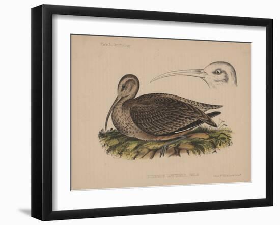 Numenius Tahitiensis (Gmelin), 1855-null-Framed Giclee Print