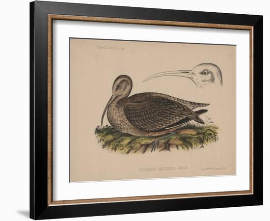 Numenius Tahitiensis (Gmelin), 1855-null-Framed Giclee Print