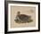 Numenius Tahitiensis (Gmelin), 1855-null-Framed Giclee Print