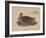 Numenius Tahitiensis (Gmelin), 1855-null-Framed Giclee Print