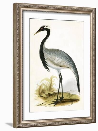 Numidian Crane,  from 'A History of the Birds of Europe Not Observed in the British Isles'-English-Framed Giclee Print